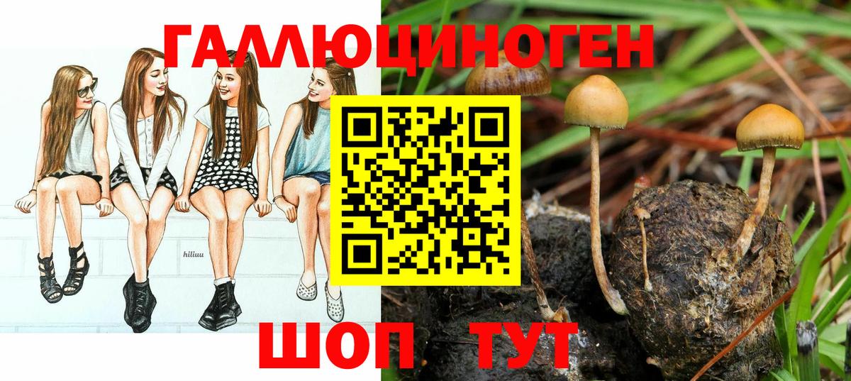 Галлюциногенные грибы Cubensis Новозыбков